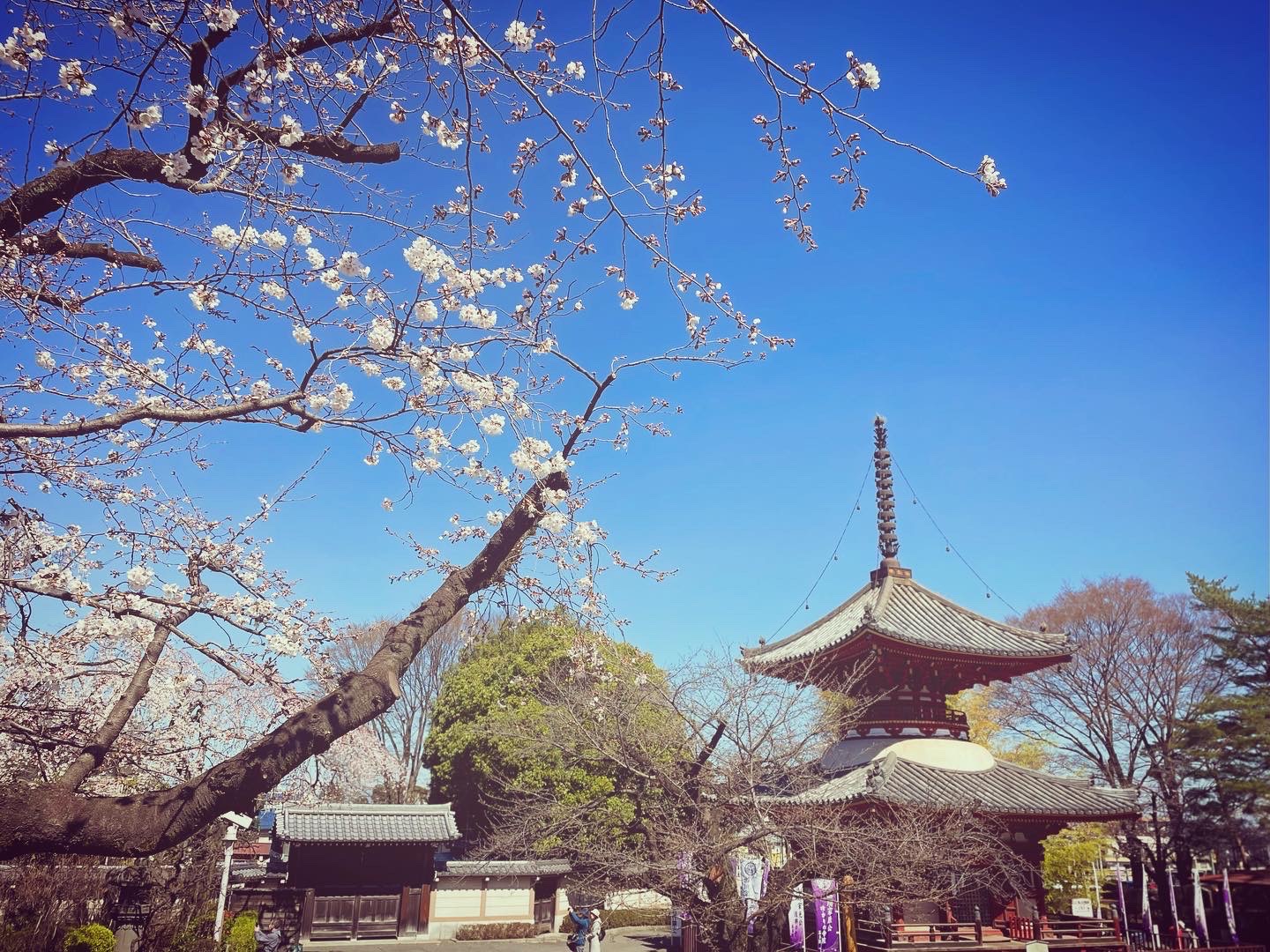 お参り日和🌸